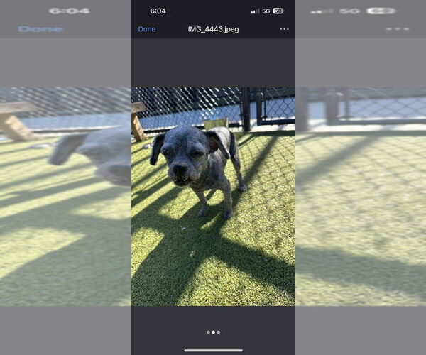 Medium Photo #3 Mutt Puppy For Sale in New York, NY, USA