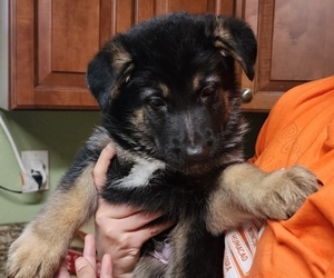 German Shepherd Dog Puppy for sale in PENSACOLA, FL, USA