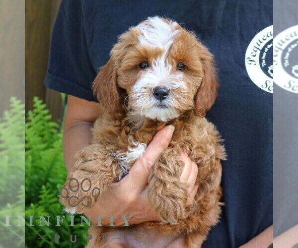 Medium Photo #5 Cavapoo (Miniature) Puppy For Sale in NARVON, PA, USA