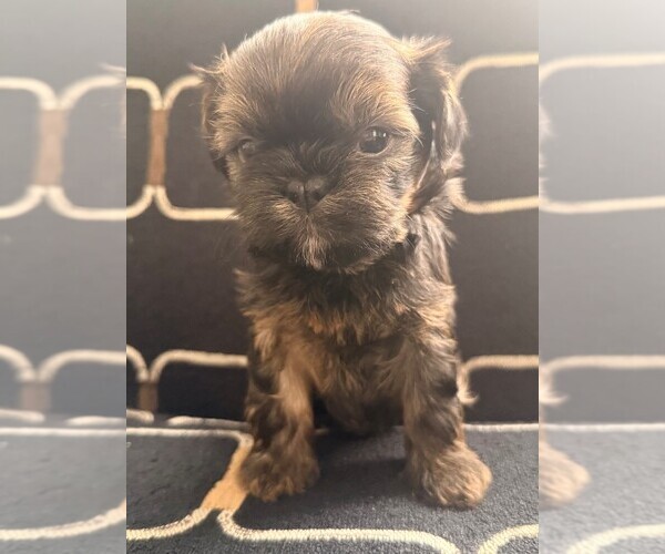 Medium Photo #1 Shih Tzu-Shorkie Tzu Mix Puppy For Sale in ELIZABETH, CO, USA