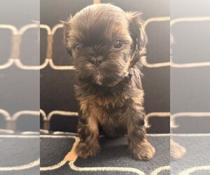Shih Tzu-Shorkie Tzu Mix Puppy for sale in ELIZABETH, CO, USA