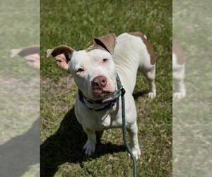 American Staffordshire Terrier Dogs for adoption in Fort Lauderdale, FL, USA