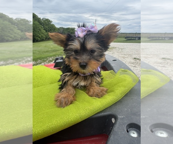 Medium Photo #3 Yorkshire Terrier Puppy For Sale in LANCASTER, MO, USA