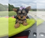 Small #2 Yorkshire Terrier