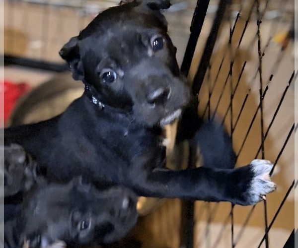 Medium Photo #2 Cane Corso Puppy For Sale in ANDERSON, IN, USA