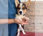 Small #6 Pembroke Welsh Corgi