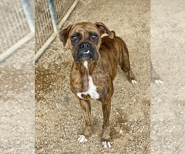 Medium Photo #1 Boxer Puppy For Sale in Austin, TX, USA