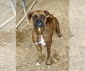 Boxer Dogs for adoption in Austin, TX, USA
