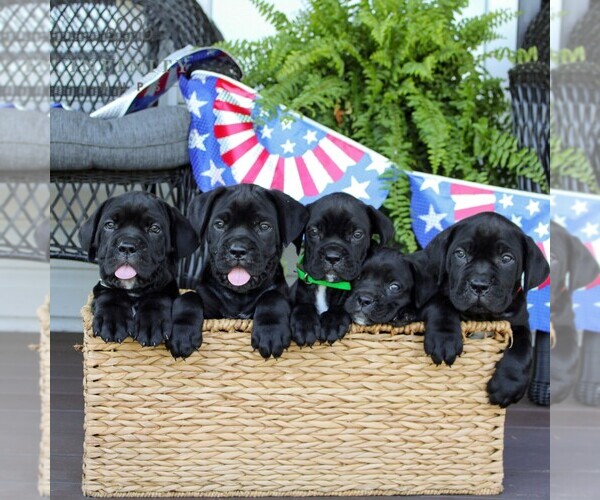 Medium Photo #2 Cane Corso Puppy For Sale in GAP, PA, USA