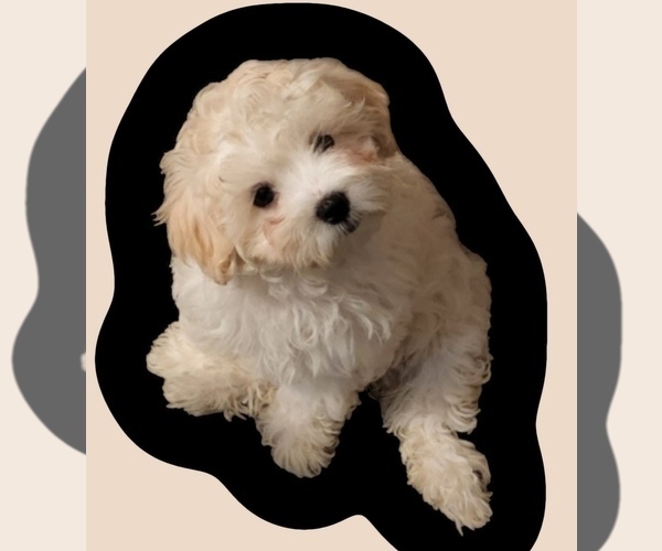 Medium Photo #3 Maltipoo Puppy For Sale in GLENDALE, AZ, USA