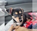 Small Photo #8 Mutt Puppy For Sale in Pacifica, CA, USA