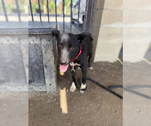 Medium Photo #2 Mutt Puppy For Sale in Riverside, CA, USA