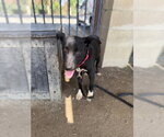 Small #1 Mutt