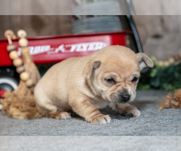 Medium Photo #2 Chihuahua Puppy For Sale in BERNE, IN, USA