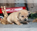 Small #1 Chihuahua