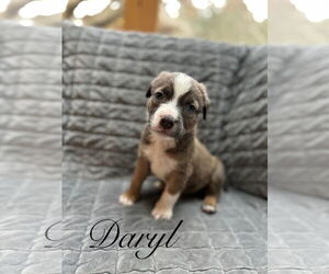 Mutt Dogs for adoption in Sequim, WA, USA