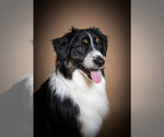 Small Photo #1 Miniature American Shepherd Puppy For Sale in NEW CONCORD, OH, USA
