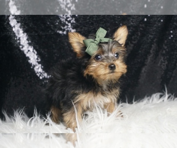 Medium Photo #4 Yorkshire Terrier Puppy For Sale in WARSAW, IN, USA