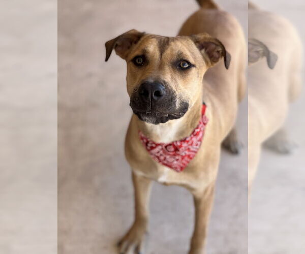 Medium Photo #3 American Pit Bull Terrier-Rhodesian Ridgeback Mix Puppy For Sale in Phoenix, AZ, USA