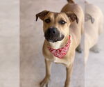 Small #2 American Pit Bull Terrier-Rhodesian Ridgeback Mix