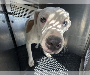 Mutt Dogs for adoption in Rancho Cucamonga, CA, USA