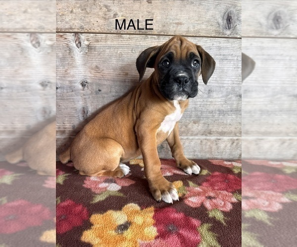 Medium Photo #6 Boxer Puppy For Sale in VERMONTVILLE, MI, USA