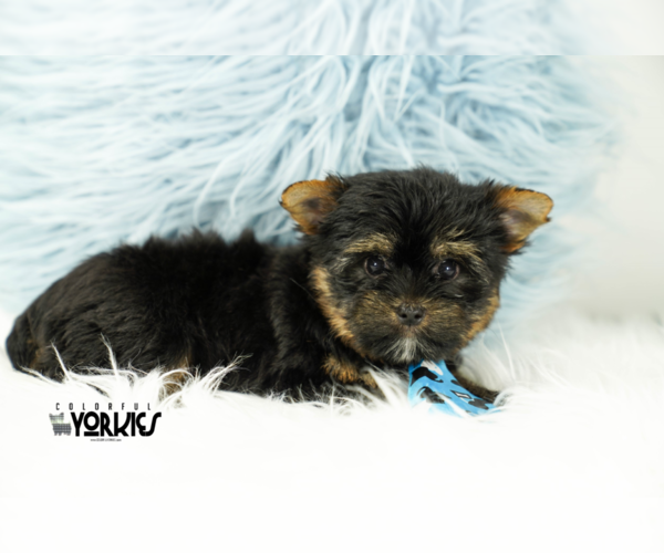 Medium Photo #5 Yorkshire Terrier Puppy For Sale in KELLER, TX, USA