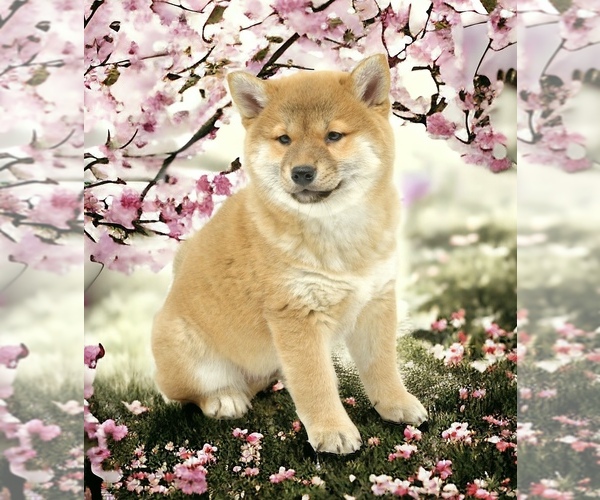 Medium Photo #1 Shiba Inu Puppy For Sale in Neosho, MO, USA