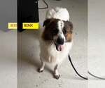 Binx - Male Mutt Dog for Adoption - Small photo