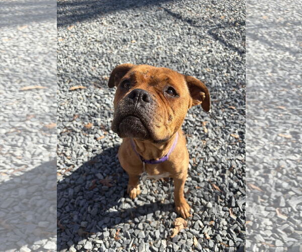 Medium Photo #1 American Staffordshire Terrier-Boxer Mix Puppy For Sale in Albemarle, NC, USA