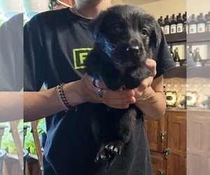Golden Shepherd Puppy for sale in CINCINNATI, OH, USA