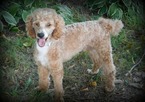 Small Photo #1 Goldendoodle Puppy For Sale in SQUAW VALLEY, CA, USA