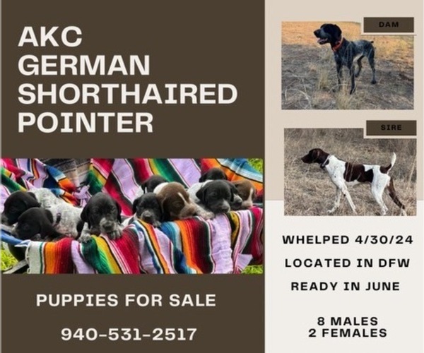 Medium Photo #1 German Shorthaired Pointer Puppy For Sale in ARLINGTON, TX, USA