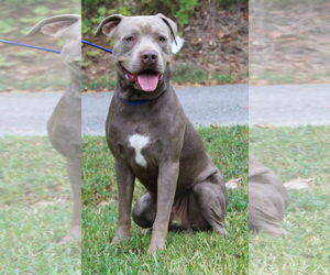 American Pit Bull Terrier Dogs for adoption in Prattville, AL, USA