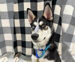 Small #2 Siberian Husky Mix