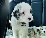 Small #12 Sheepadoodle