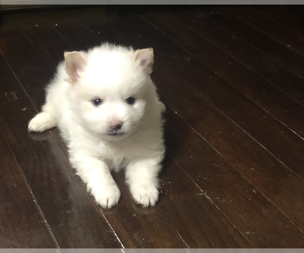 Medium Photo #1 Pomeranian Puppy For Sale in SAINT LOUIS, MO, USA