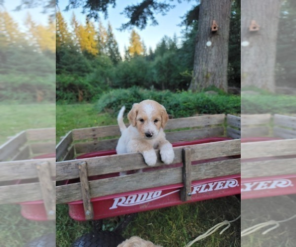 Medium Photo #1 Aussiedoodle Puppy For Sale in YACOLT, WA, USA