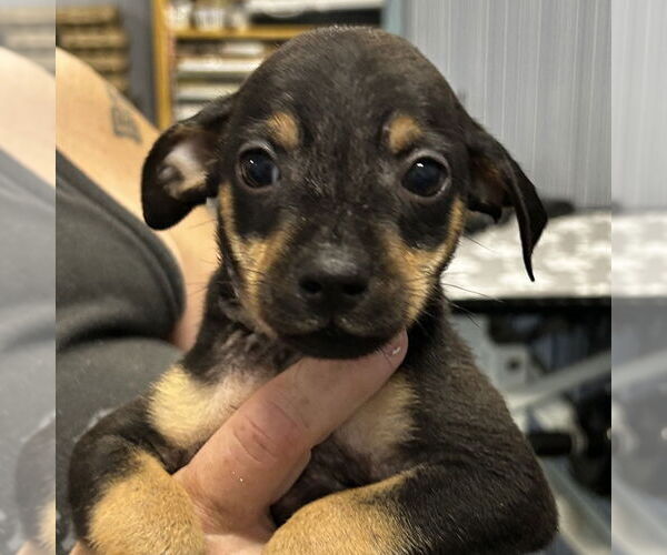 Medium Photo #1 Doberman Pinscher Puppy For Sale in Chico, CA, USA