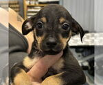 Small Doberman Pinscher