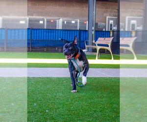 Mutt Dogs for adoption in Waco, TX, USA