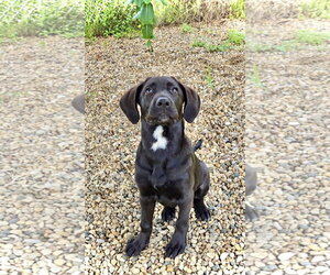 Wednesday - Female Labrador Retriever-Unknown Mix Dog for Adoption - Photo #7