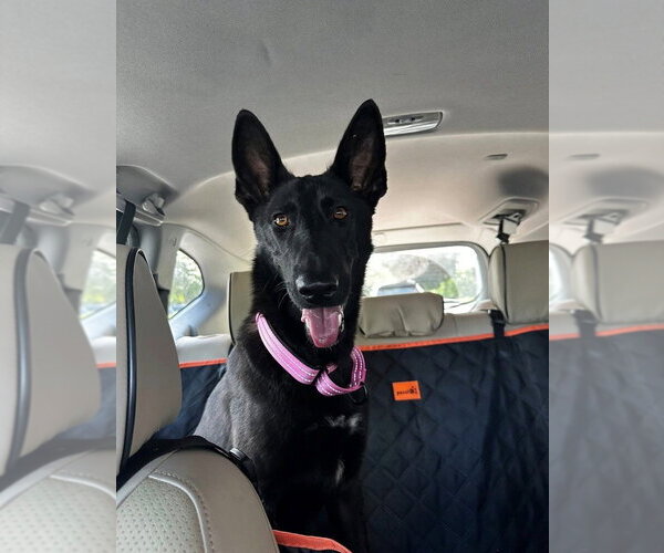 Medium Photo #1 Mutt Puppy For Sale in Imlay City, MI, USA