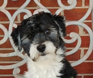 Havanese Puppy for sale in WINSTON SALEM, NC, USA