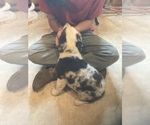 Small Photo #3 Border Collie Puppy For Sale in BLAIR, WI, USA