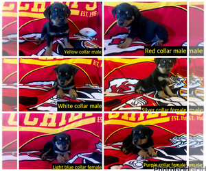 Rottweiler Puppy for sale in AMSTERDAM, MO, USA