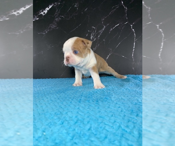 Medium Photo #3 Boston Terrier Puppy For Sale in TULARE, CA, USA
