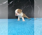 Small #2 Boston Terrier