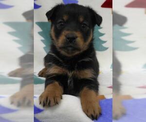 Mutt Dogs for adoption in Thief River Falls, MN, USA