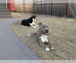 Small #11 Bullypit